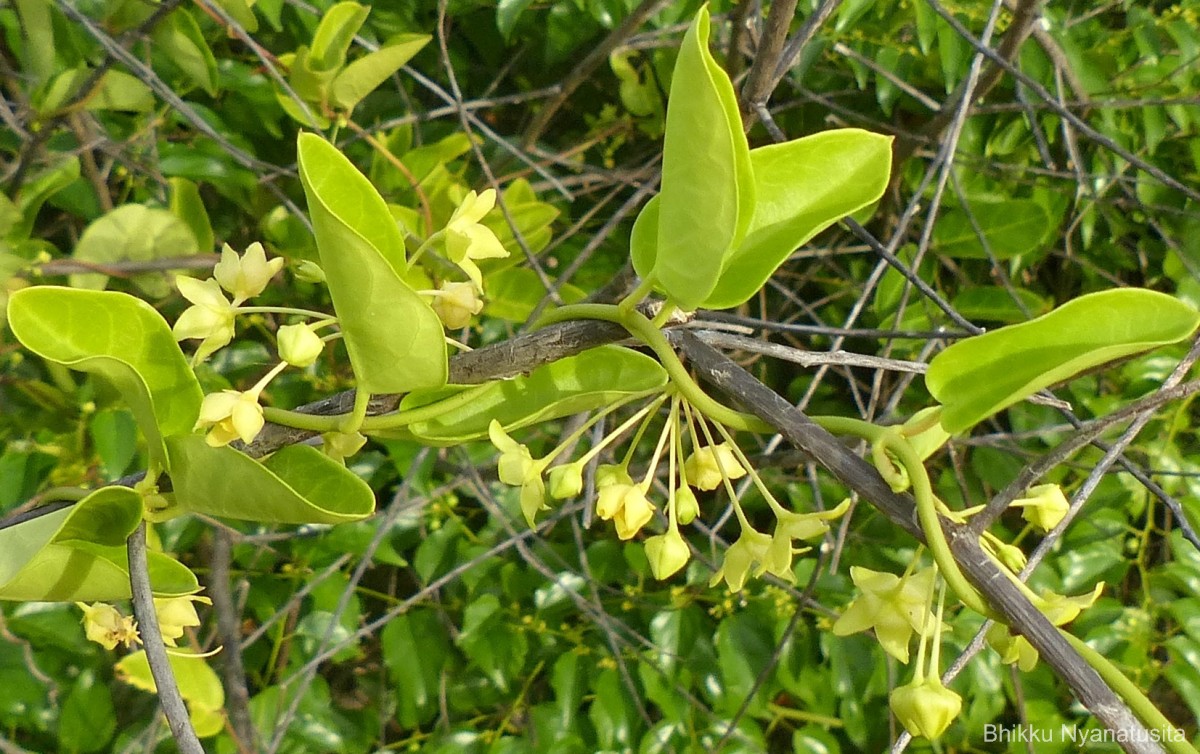 Vincetoxicum indicum (Burm.f.) Mabb.